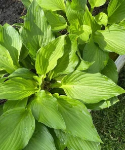 Perennial Hosta Bare Root Plants - Mixed 4 Varieties, 3-Year Old Roots, Outdoor Shade - Image 3