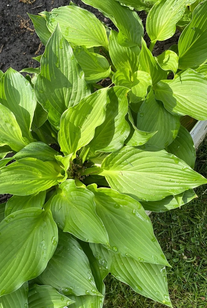 Perennial Hosta Bare Root Plants - Mixed 4 Varieties, 3-Year Old Roots, Outdoor Shade - Image 3