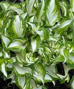Perennial Hosta Bare Root Plants - Mixed 4 Varieties, 3-Year Old Roots, Outdoor Shade - Image 4