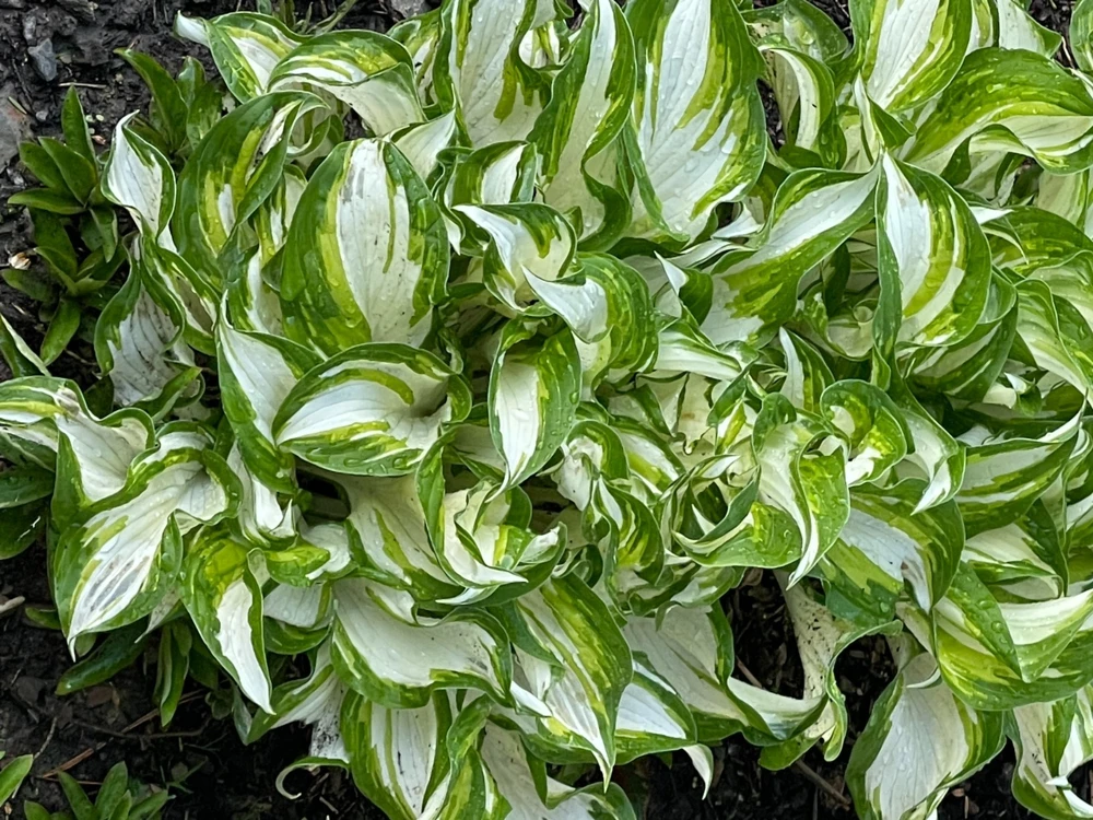 Perennial Hosta Bare Root Plants - Mixed 4 Varieties, 3-Year Old Roots, Outdoor Shade - Image 4