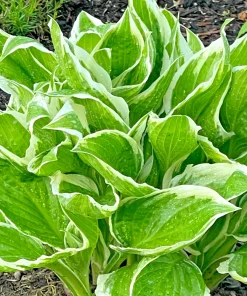 Perennial Hosta Bare Root Plants - Mixed 4 Varieties, 3-Year Old Roots, Outdoor Shade - Image 5