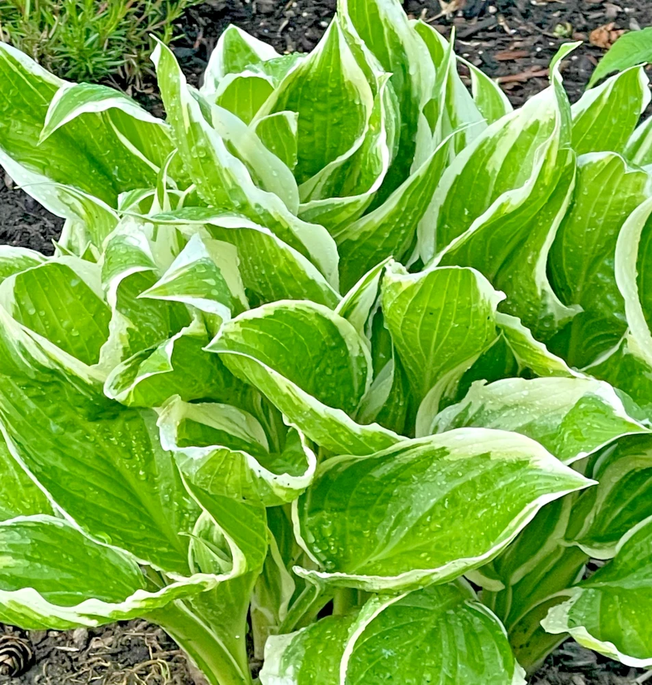 Perennial Hosta Bare Root Plants - Mixed 4 Varieties, 3-Year Old Roots, Outdoor Shade - Image 5