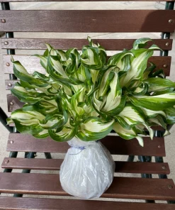 Perennial Hosta Bare Root Plants - Mixed 4 Varieties, 3-Year Old Roots, Outdoor Shade - Image 6