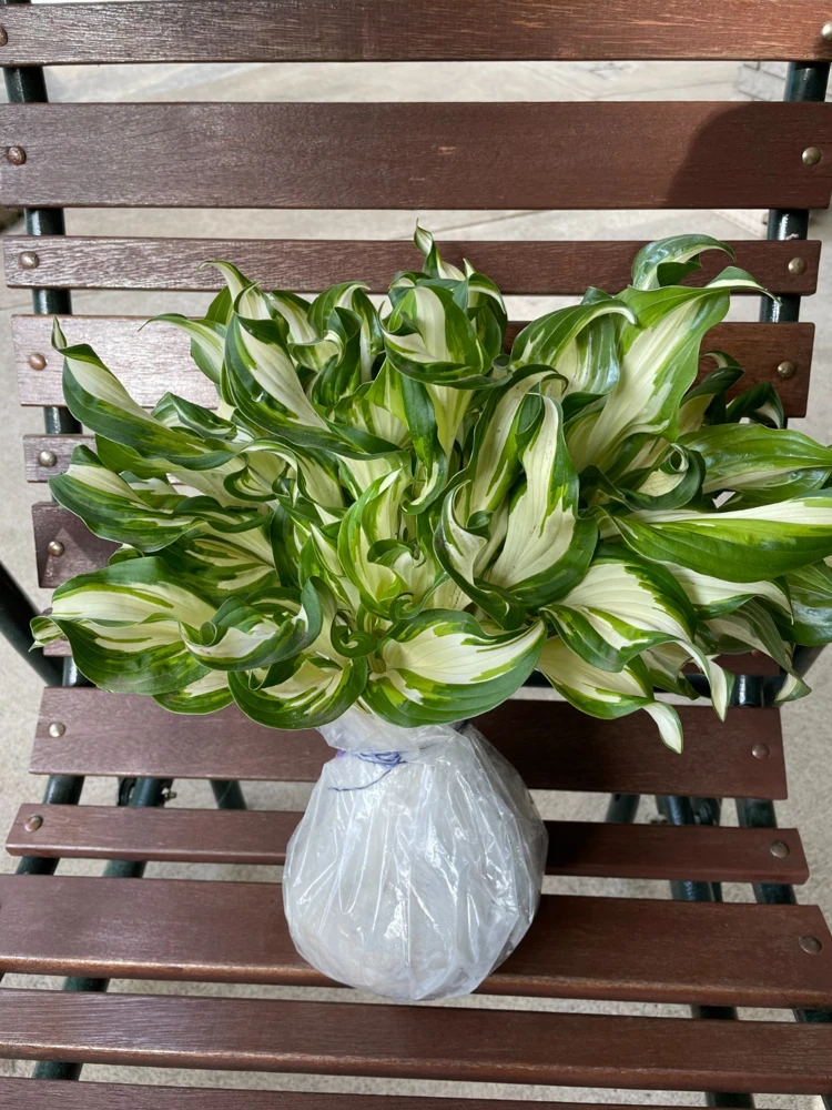 Perennial Hosta Bare Root Plants - Mixed 4 Varieties, 3-Year Old Roots, Outdoor Shade - Image 6