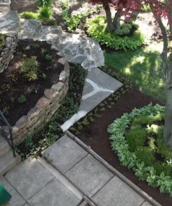 Perennial Hosta Bare Root Plants - Mixed 4 Varieties, 3-Year Old Roots, Outdoor Shade - Image 7