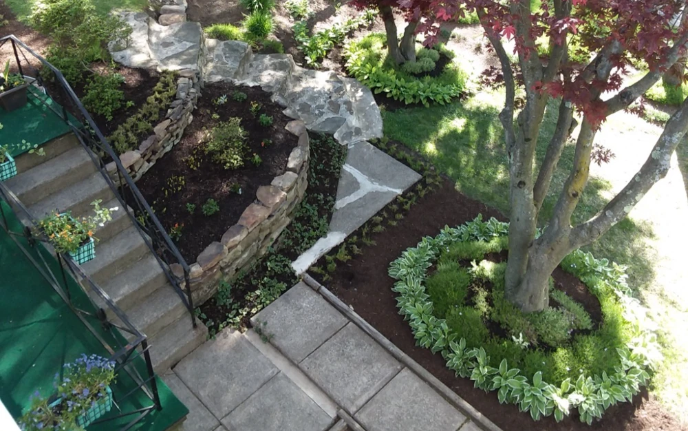 Perennial Hosta Bare Root Plants - Mixed 4 Varieties, 3-Year Old Roots, Outdoor Shade - Image 7