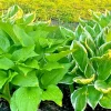 Perennial Hosta Bare Root Plants - Mixed 4 Varieties, 3-Year Old Roots, Outdoor Shade - Image 1