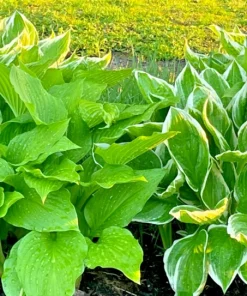 Perennial Hosta Bare Root Plants - Mixed 4 Varieties, 3-Year Old Roots, Outdoor Shade - Image 1