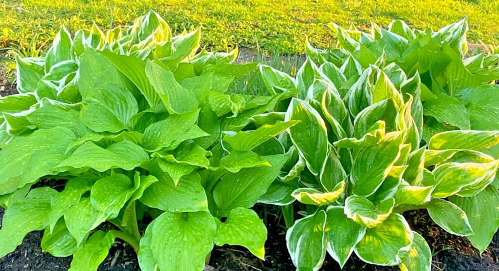 Perennial Hosta Bare Root Plants - Mixed 4 Varieties, 3-Year Old Roots, Outdoor Shade - Image 1
