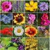 Perennial Wildflower Seed Mix - 1200+ Heirloom Seeds, Pollinator Food, Multicolor Outdoor - Image 1