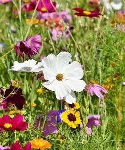 Perennial Wildflower Seed Mix - 1200+ Heirloom Seeds, Pollinator Food, Multicolor Outdoor - Image 2