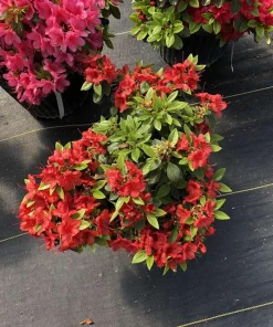 Perfecto Mundo Orange Azalea Live Plant - Reblooming Shrub - 4 inch Pot - Image 2