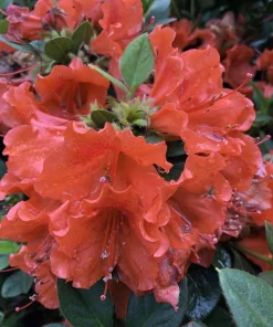 Perfecto Mundo Orange Azalea Live Plant - Reblooming Shrub - 4 inch Pot - Image 3
