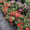 Perfecto Mundo Orange Azalea Live Plant - Reblooming Shrub - 4 inch Pot - Image 1