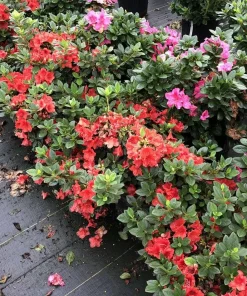 Perfecto Mundo Orange Azalea Live Plant - Reblooming Shrub - 4 inch Pot - Image 1