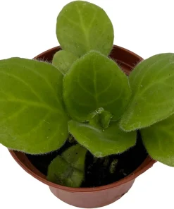 Periwinkle Blush Primulina Live Plant – Asian Violet Houseplant – 2.5 inch Pot - Image 2
