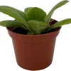 Periwinkle Blush Primulina Live Plant – Asian Violet Houseplant – 2.5 inch Pot - Image 1