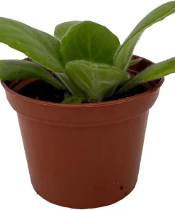 Periwinkle Blush Primulina Live Plant – Asian Violet Houseplant – 2.5 inch Pot - Image 1