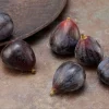 Petite Negri Edible Fig Plant - Ficus carica - Live Dwarf Fig Tree - 2.5" Pot - Image 1