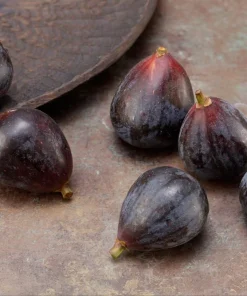 Petite Negri Edible Fig Plant - Ficus carica - Live Dwarf Fig Tree - 2.5