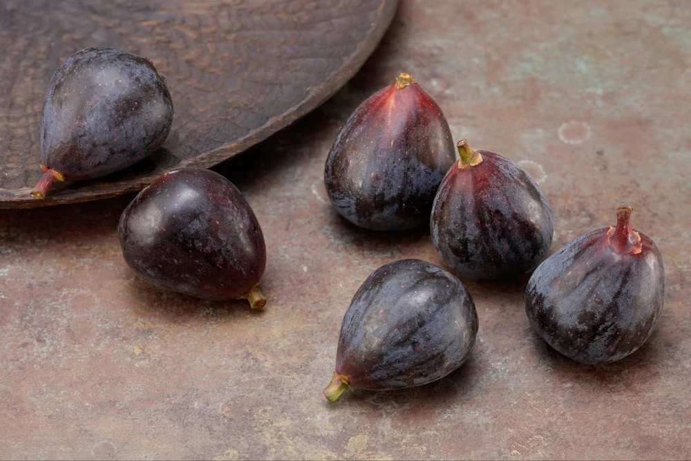 Petite Negri Edible Fig Plant - Ficus carica - Live Dwarf Fig Tree - 2.5" Pot - Image 1