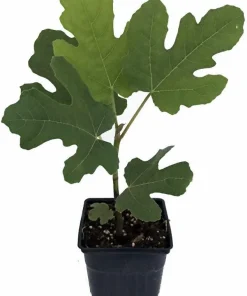 Petite Negri Edible Fig Plant - Ficus carica - Live Dwarf Fig Tree - 2.5" Pot - Image 2