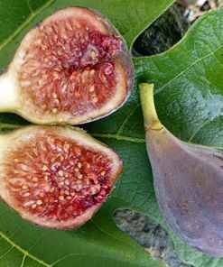 Petite Negri Edible Fig Plant - Ficus carica - Live Dwarf Fig Tree - 2.5