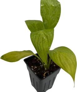 Petite Peace Lily Live Plant – 2.5