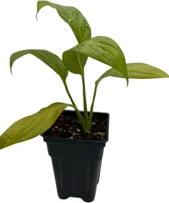 Petite Peace Lily Live Plant – 2.5
