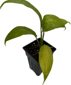 Petite Peace Lily Live Plant – 2.5