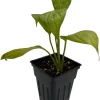 Petite Peace Lily Live Plant – 2.5" Pot – Spathiphyllum – Indoor Houseplant - Image 1