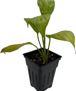 Petite Peace Lily Live Plant – 2.5