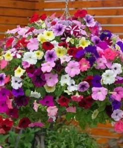 Petunia Seeds - 500+ Mixed Rainbow Grandiflora Flower Seeds for Vibrant Gardens - Image 2