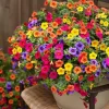 Petunia Seeds - 500+ Mixed Rainbow Grandiflora Flower Seeds for Vibrant Gardens - Image 1