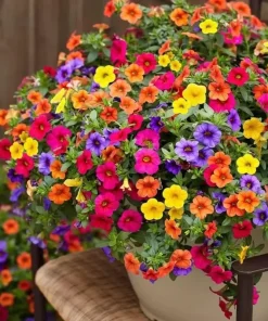 Petunia Seeds - 500+ Mixed Rainbow Grandiflora Flower Seeds for Vibrant Gardens - Image 1