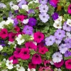 Petunia Seeds Dwarf Mix - 2000+ Annual Flower Seeds - Outdoor Garden - Image 1