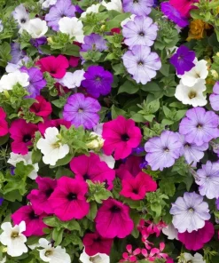 Petunia Seeds Dwarf Mix - 2000+ Annual Flower Seeds - Outdoor Garden - Image 1