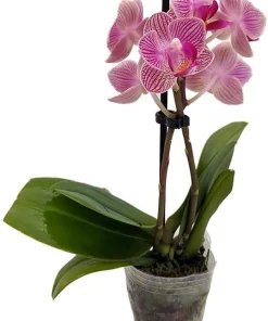 Phalaenopsis Moth Orchid Live Plant - 2 inch Pot - Easy Care Indoor Houseplant - Image 2