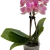 Phalaenopsis Moth Orchid Live Plant - 2 inch Pot - Easy Care Indoor Houseplant - Image 1
