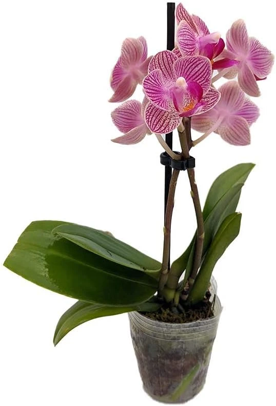 Phalaenopsis Moth Orchid Live Plant - 2 inch Pot - Easy Care Indoor Houseplant - Image 1