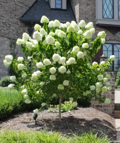 Phantom Hydrangea Live Plant – 4 inch Pot – Outdoor Shrub for Landscaping - Image 2