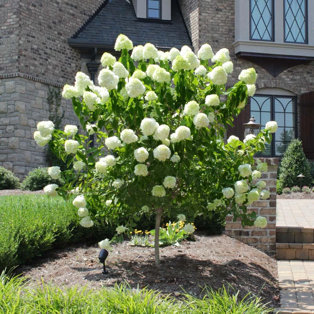 Phantom Hydrangea Live Plant – 4 inch Pot – Outdoor Shrub for Landscaping - Image 2