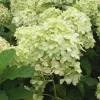 Phantom Hydrangea Live Plant – 4 inch Pot – Outdoor Shrub for Landscaping - Image 1