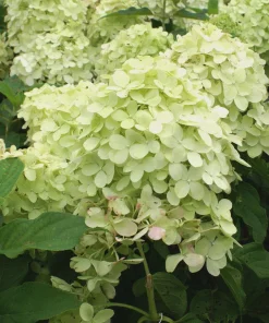 Phantom Hydrangea Live Plant – 4 inch Pot – Outdoor Shrub for Landscaping - Image 1