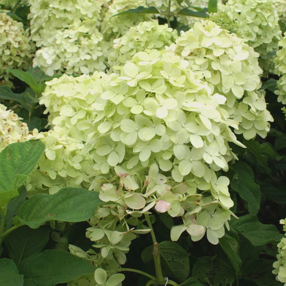 Phantom Hydrangea Live Plant – 4 inch Pot – Outdoor Shrub for Landscaping - Image 1