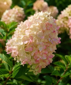 Phantom Hydrangea Live Plant – Pink White Hydrangea Tree – 5-10 Inch Tall – 2.5 Inch Pot – Outdoor Shrub - Image 3