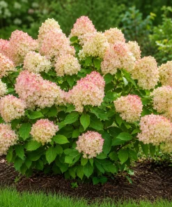 Phantom Hydrangea Live Plant – Pink White Hydrangea Tree – 5-10 Inch Tall – 2.5 Inch Pot – Outdoor Shrub - Image 4