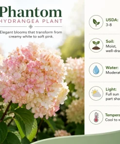 Phantom Hydrangea Live Plant – Pink White Hydrangea Tree – 5-10 Inch Tall – 2.5 Inch Pot – Outdoor Shrub - Image 5