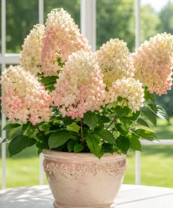 Phantom Hydrangea Live Plant – Pink White Hydrangea Tree – 5-10 Inch Tall – 2.5 Inch Pot – Outdoor Shrub - Image 6
