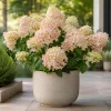 Phantom Hydrangea Live Plant – Pink White Hydrangea Tree – 5-10 Inch Tall – 2.5 Inch Pot – Outdoor Shrub - Image 1